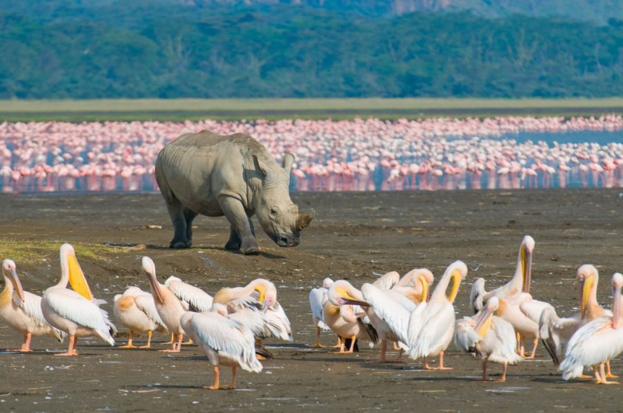 Носорог в заповеднике "Озеро Накуру"